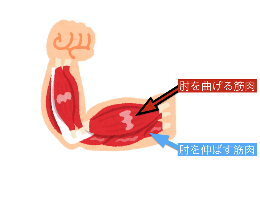 腰痛は腹筋と背筋のバランスが悪いの グリーンノア鍼灸院